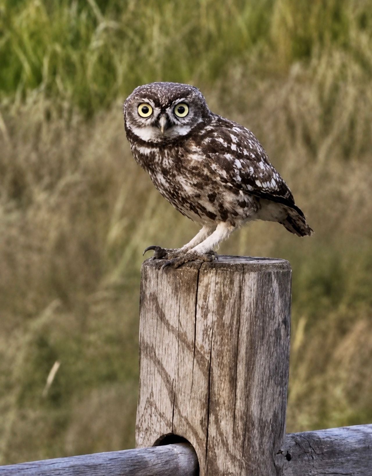 Een steenuil (foto: Pieter van den Hout).