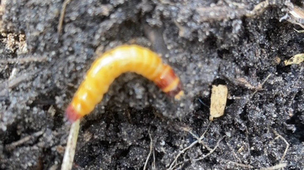 De larve van een keversoort (foto: Corry Duindam).