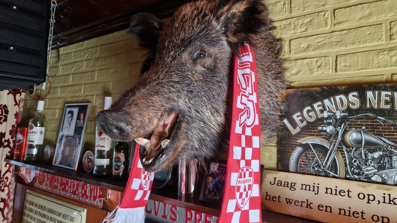 Zelfs een zwijn in het eetcafé is helemaal Brabants (foto: Tom Berkers).