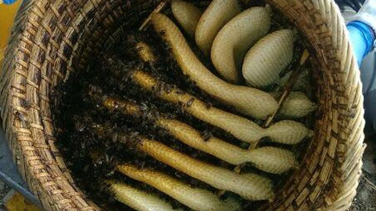 De bijen zaten in een gevlochten korf (foto: Marcel Horck).