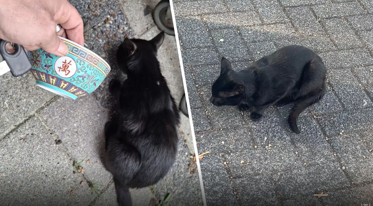 De kat krijgt al een half jaar lang eten van buurtbewoners. (Foto: Yvonne van Bommel / DMG Deurne).