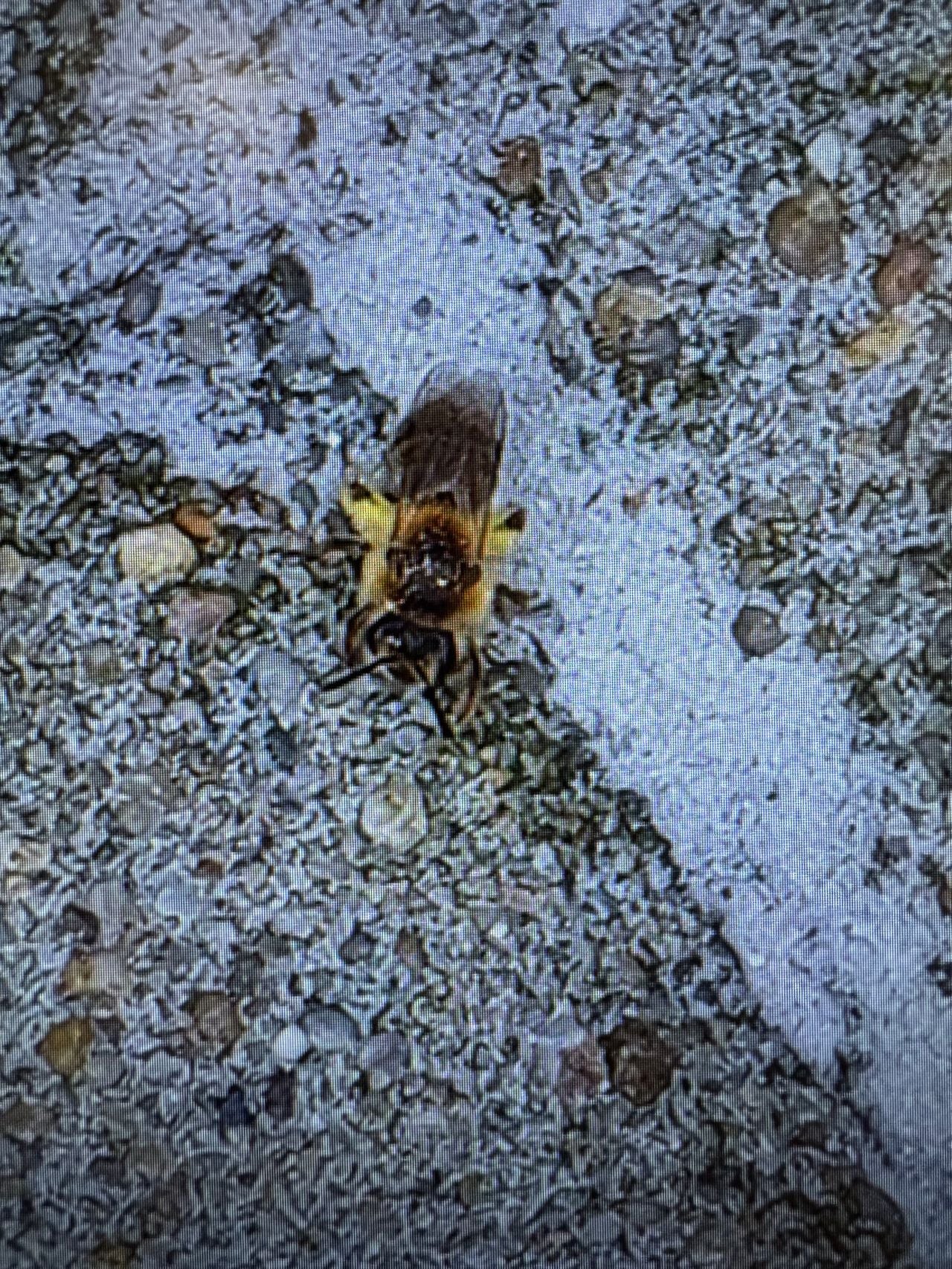 Een witbaardzandbij (foto: Rudy Nooijen).