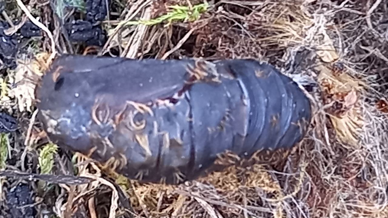 De cocon van een rups of larve (foto: Ton de Peffer).