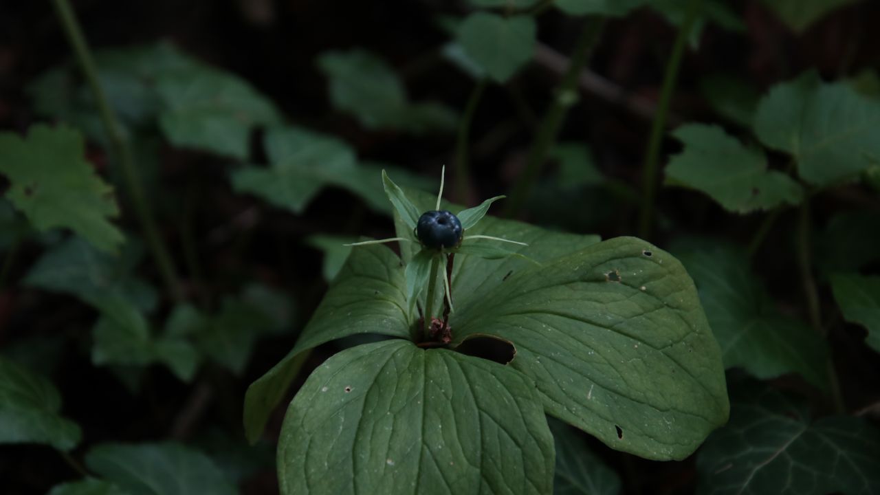 Een eenbes (foto: Michel Felten).