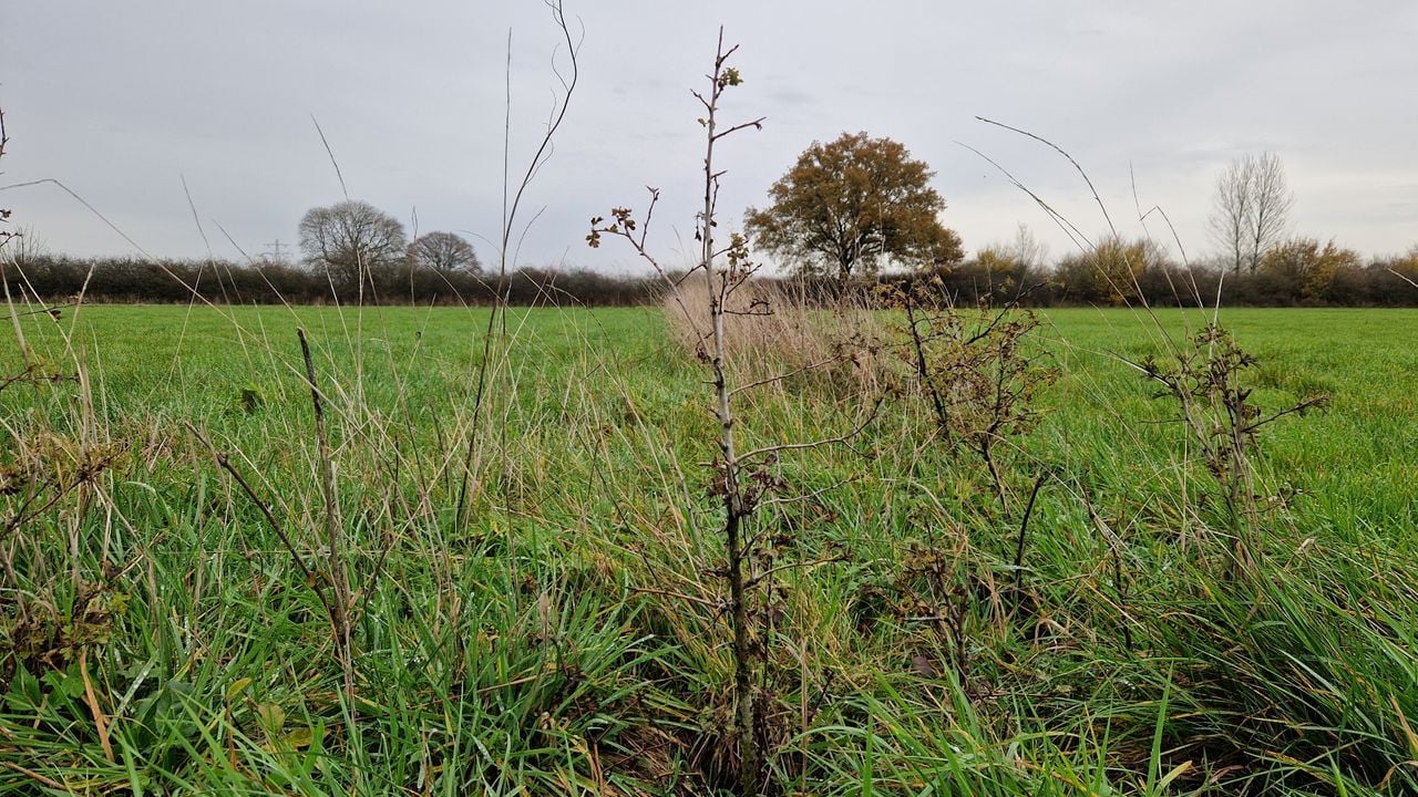 Een nieuw stukje heg (foto: Tom Berkers).