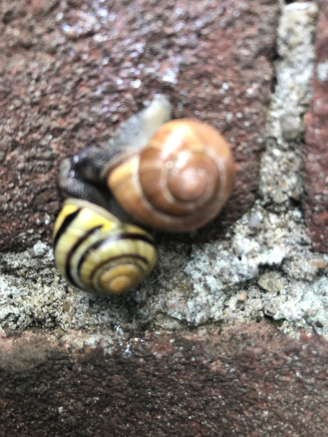 Twee zwartgerande tuinslakken (foto: Jan Baartmans).