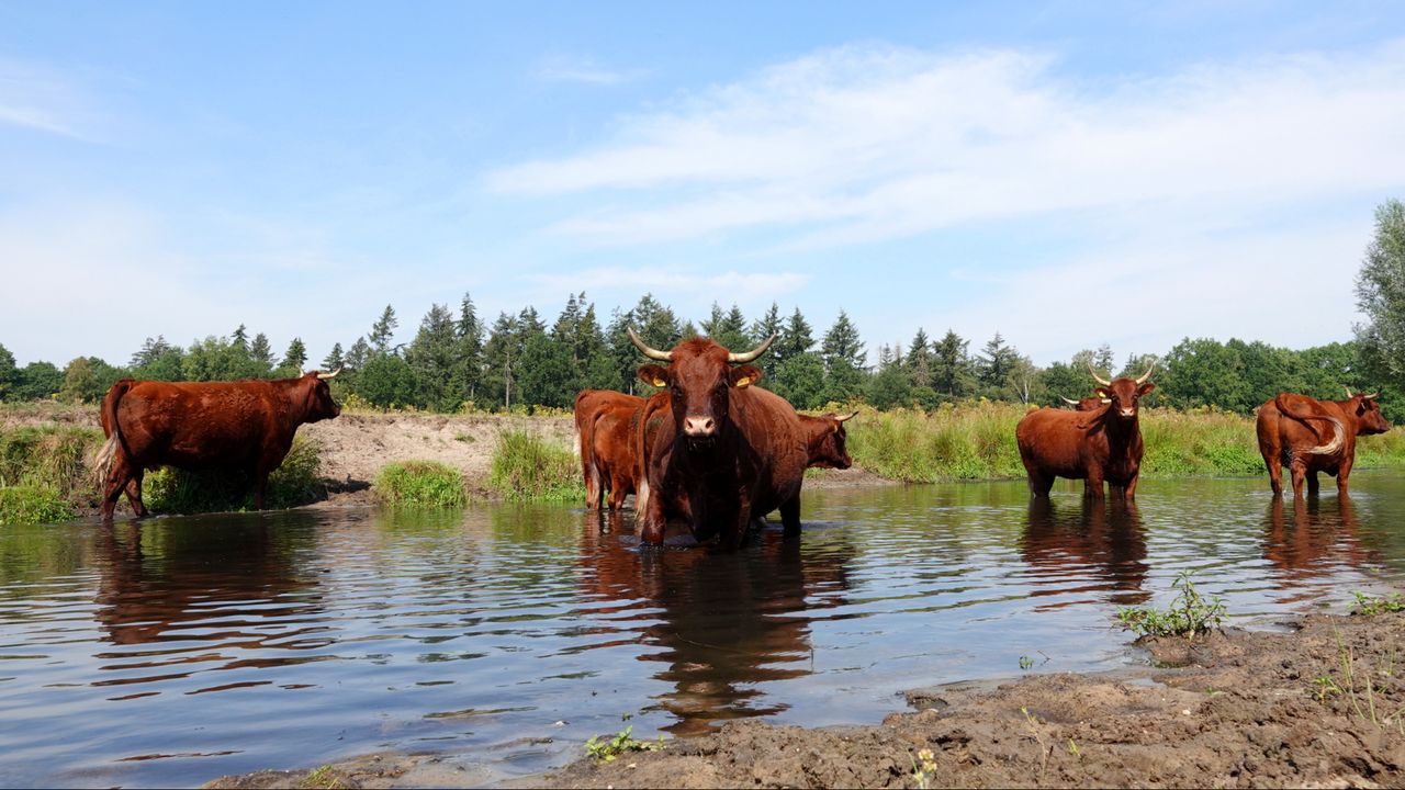 Dieren zoeken verkoeling tegen de hitte (foto: Ben Saanen).