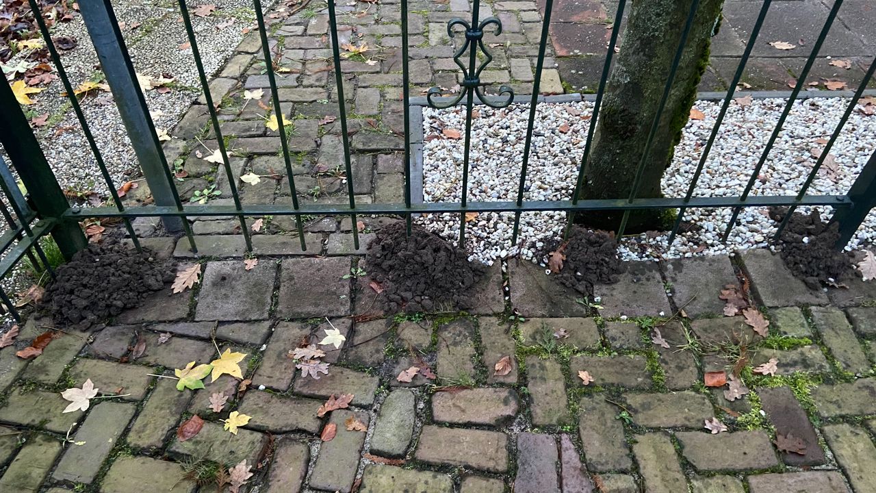 Molshopen (foto: Tom van Rijsbergen).