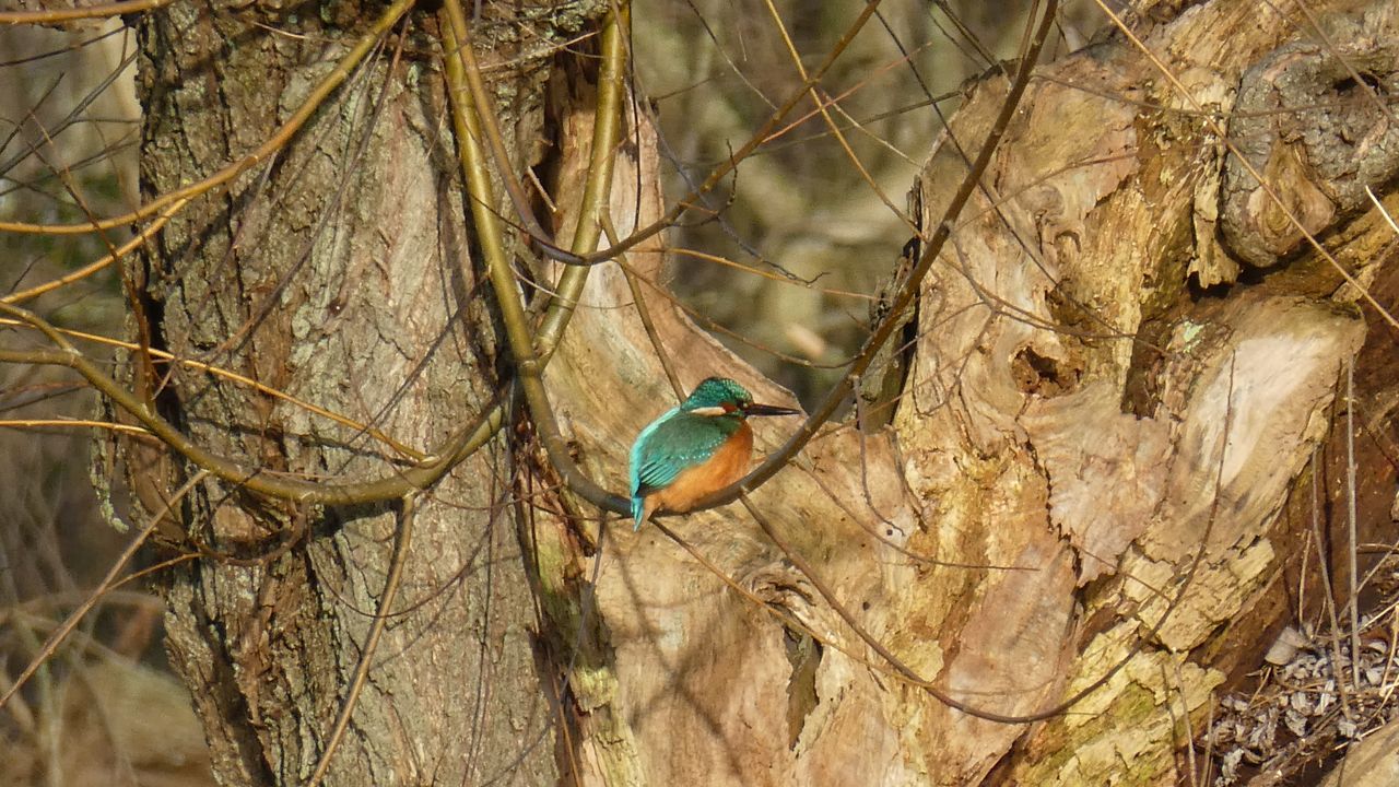 Een ijsvogel in het gebied Moerenburg bij Tilburg (foto: Yvonne Rommelaars).
