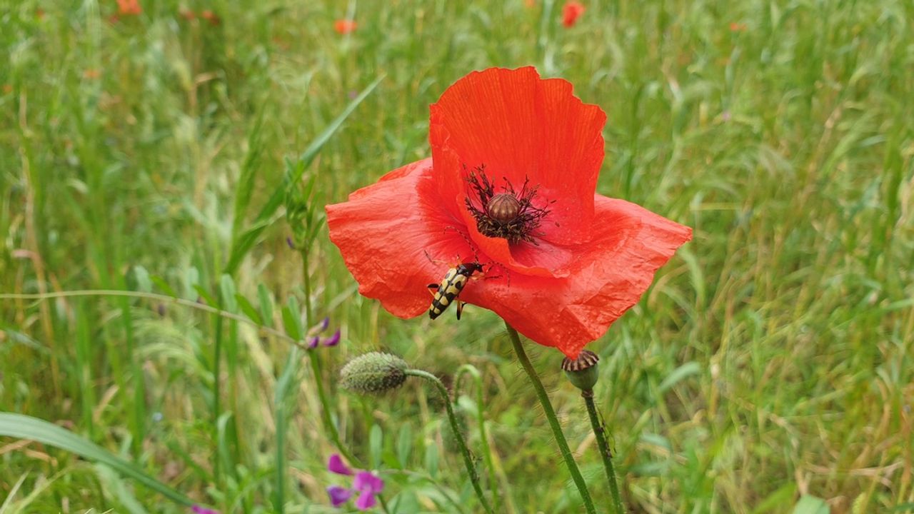Een geringelde smalboktor (foto: Toon Sanders).