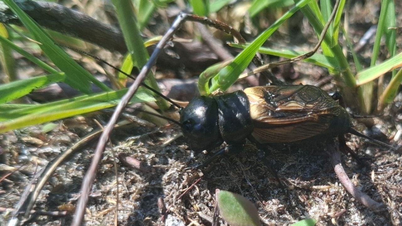 Een veldkrekel (foto: Francine van den Broek).