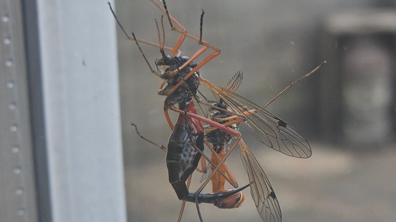 De paring van de  zwarte houtlangpoot (foto: Gaby Donders).