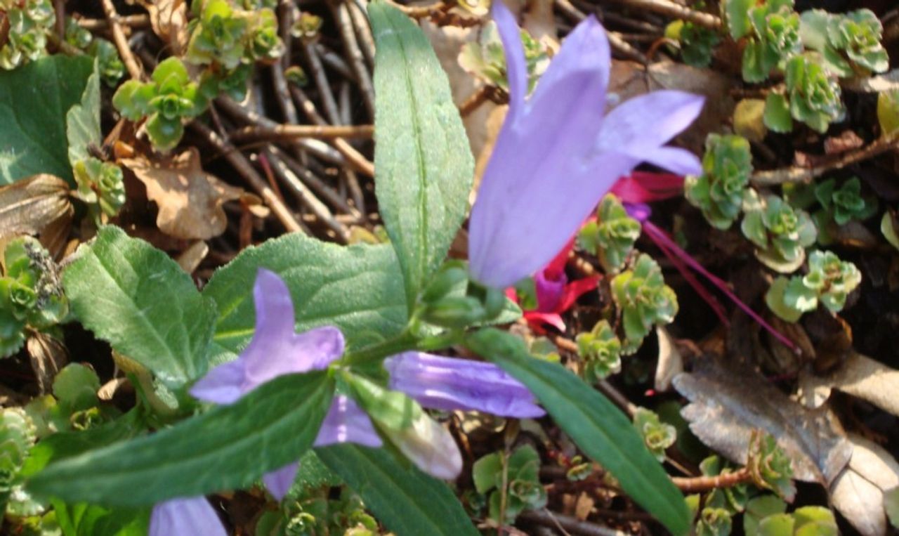 Een grasklokje (foto: Ellie van Vught).