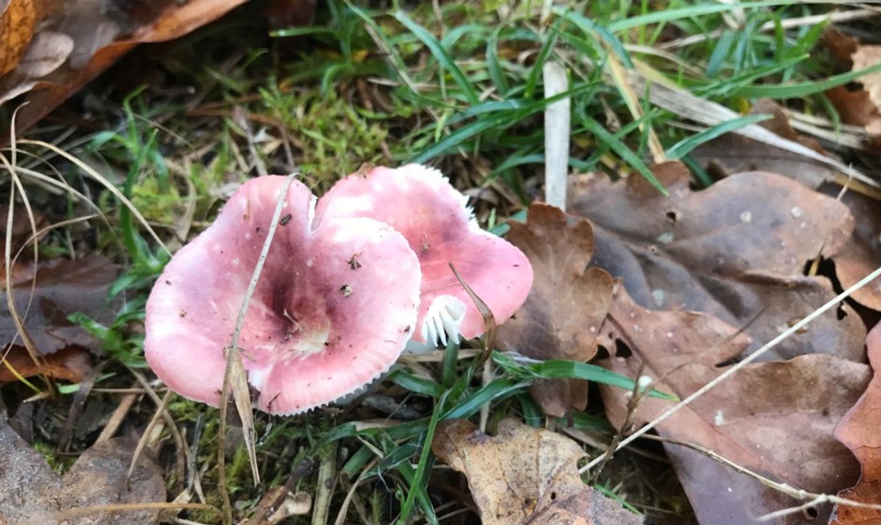 Roze paddenstoelen ofwel russula's.
