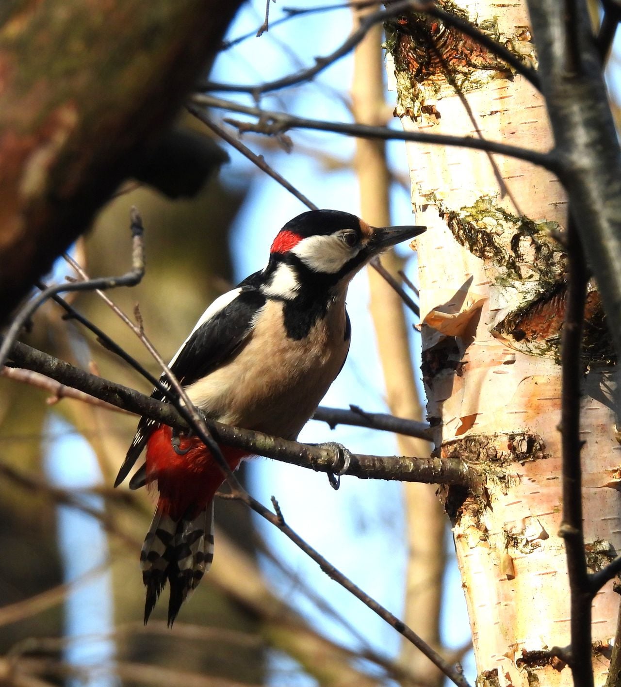 Een grote bonte specht (foto: André van Drunen).