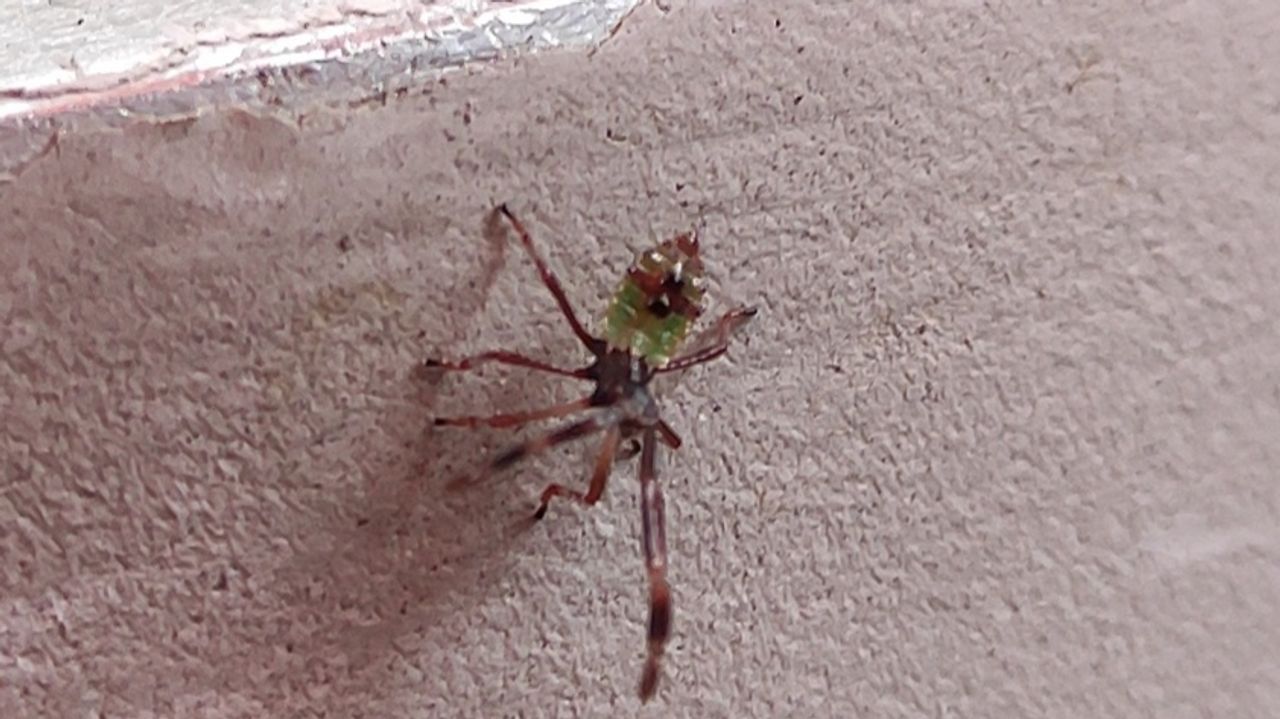 Geen spin, maar de nimf van een smalle randwants (foto: Gerrie Meijer).