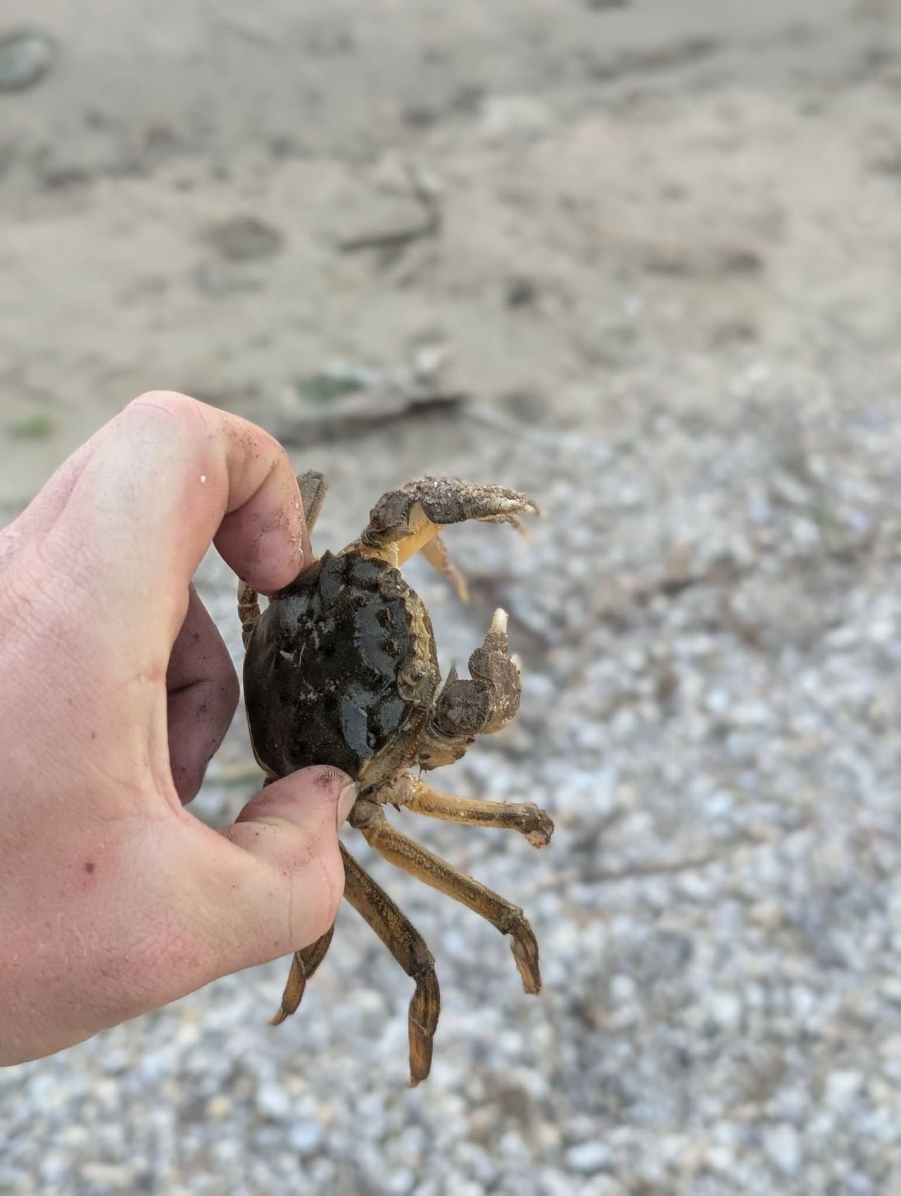 Chinese wolhandkrab (foto: Toke de Vries).