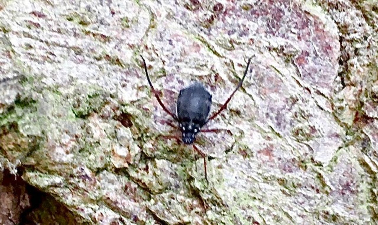 Nemastoma bimaculatum (foto: Ger van Glabbeek).