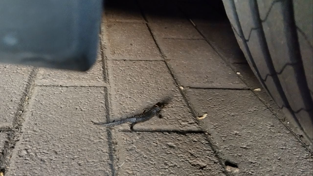 Een kamsalamander (foto: Esther de Brouwer).