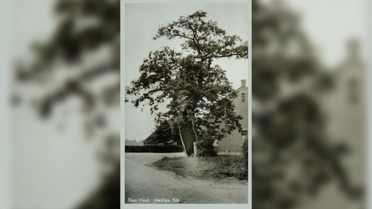 De Heilige Eik in vroegere tijden (foto: Erfgoedstichting Den Hout).