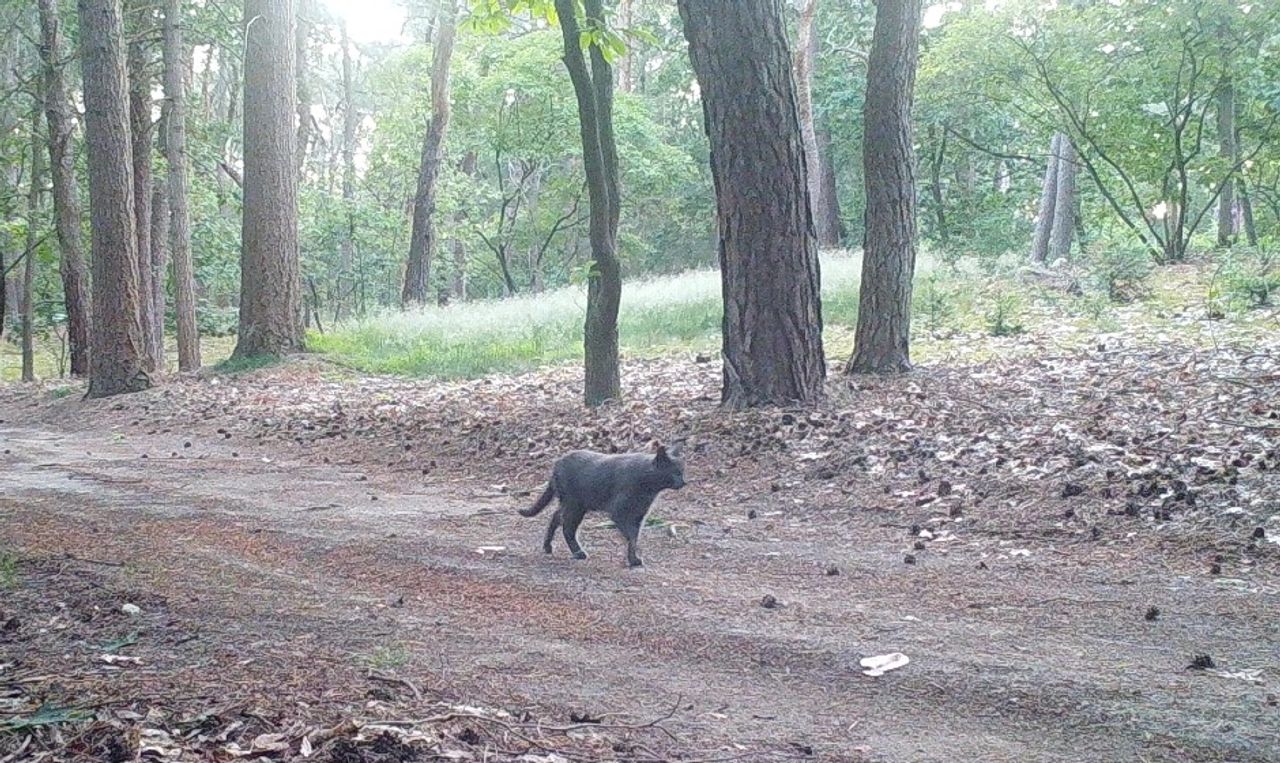 Een kartuizer kat (foto: Walter van Houten).