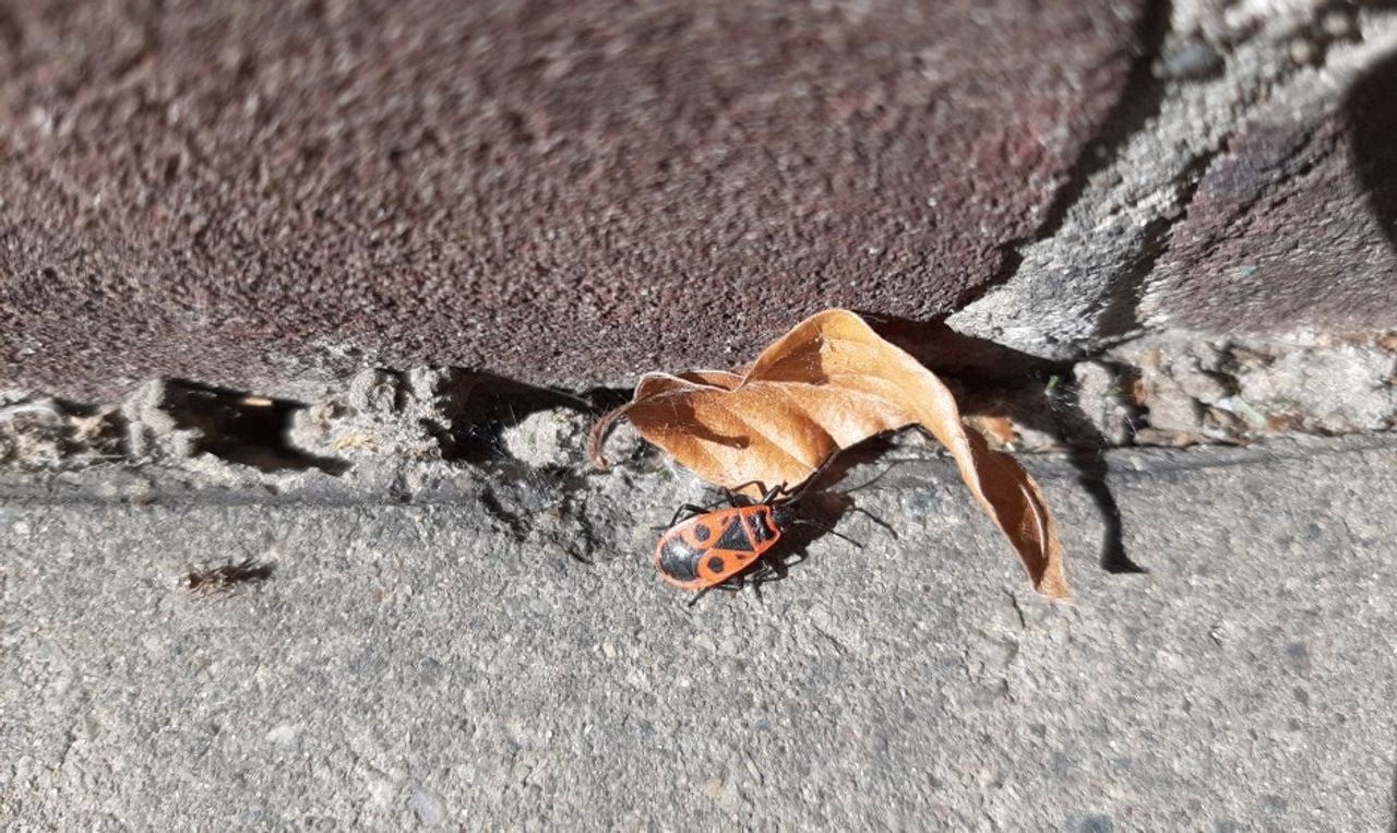 Een vuurwants (foto: C. Klerks).