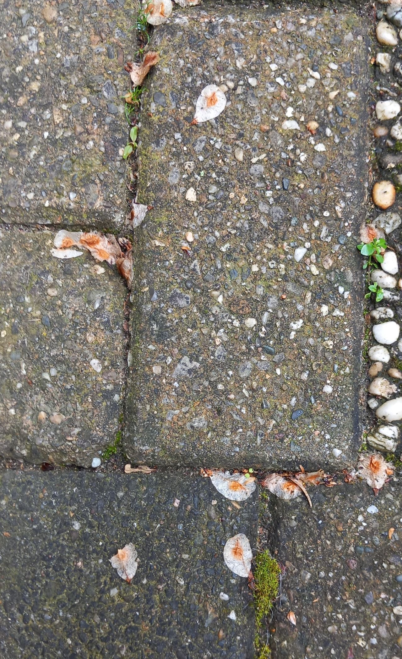 De zaden van een iep (foto: Marijke Lamers).