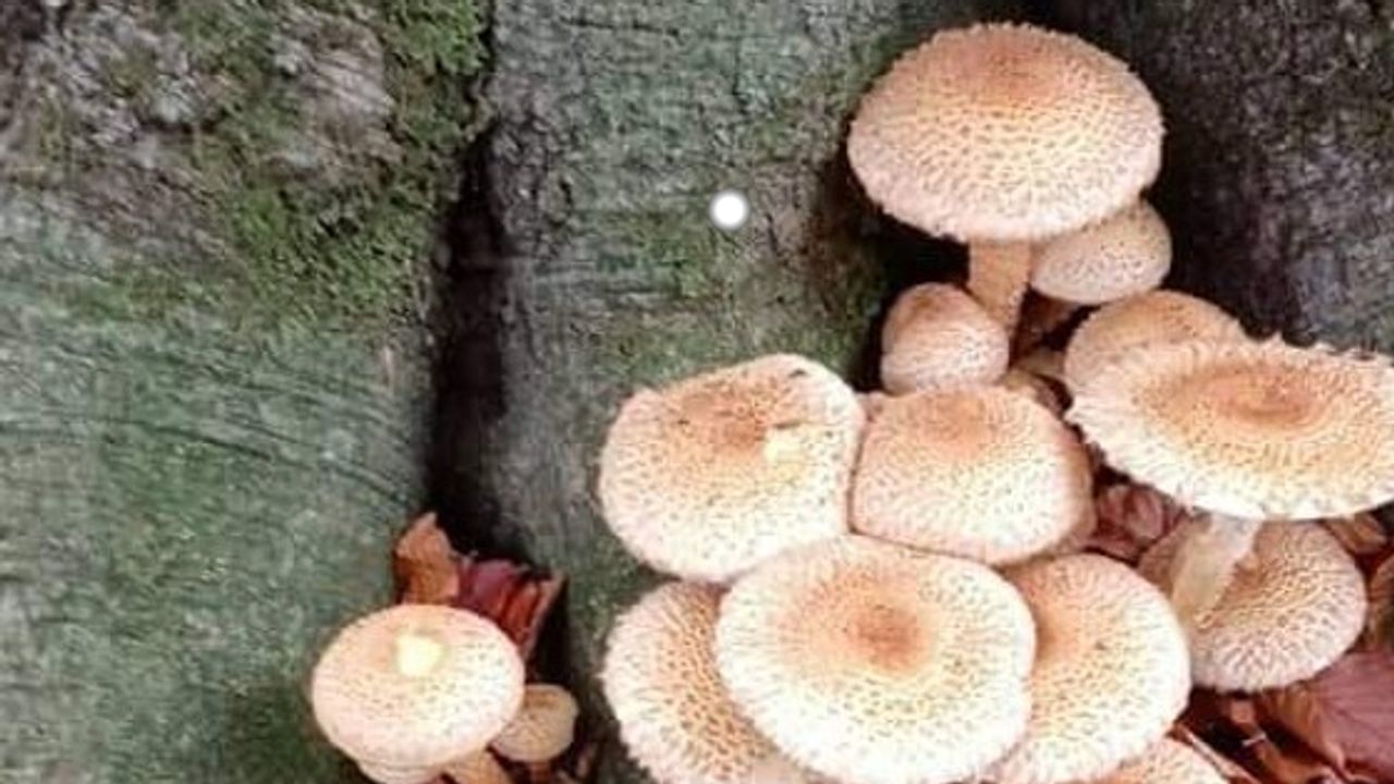 Parasitaire honingzwammen.