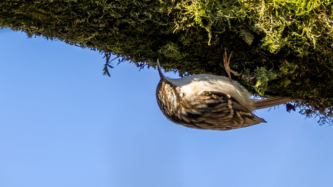 Een boomkruiper (foto: Jenny Wiedlewsky).