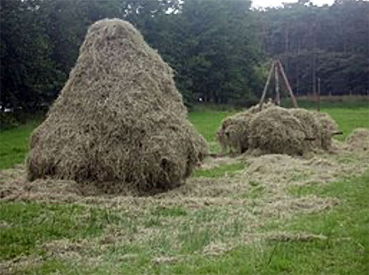 Een grote muizenruiter ter illustratie (foto: Muizenruiter.nl)