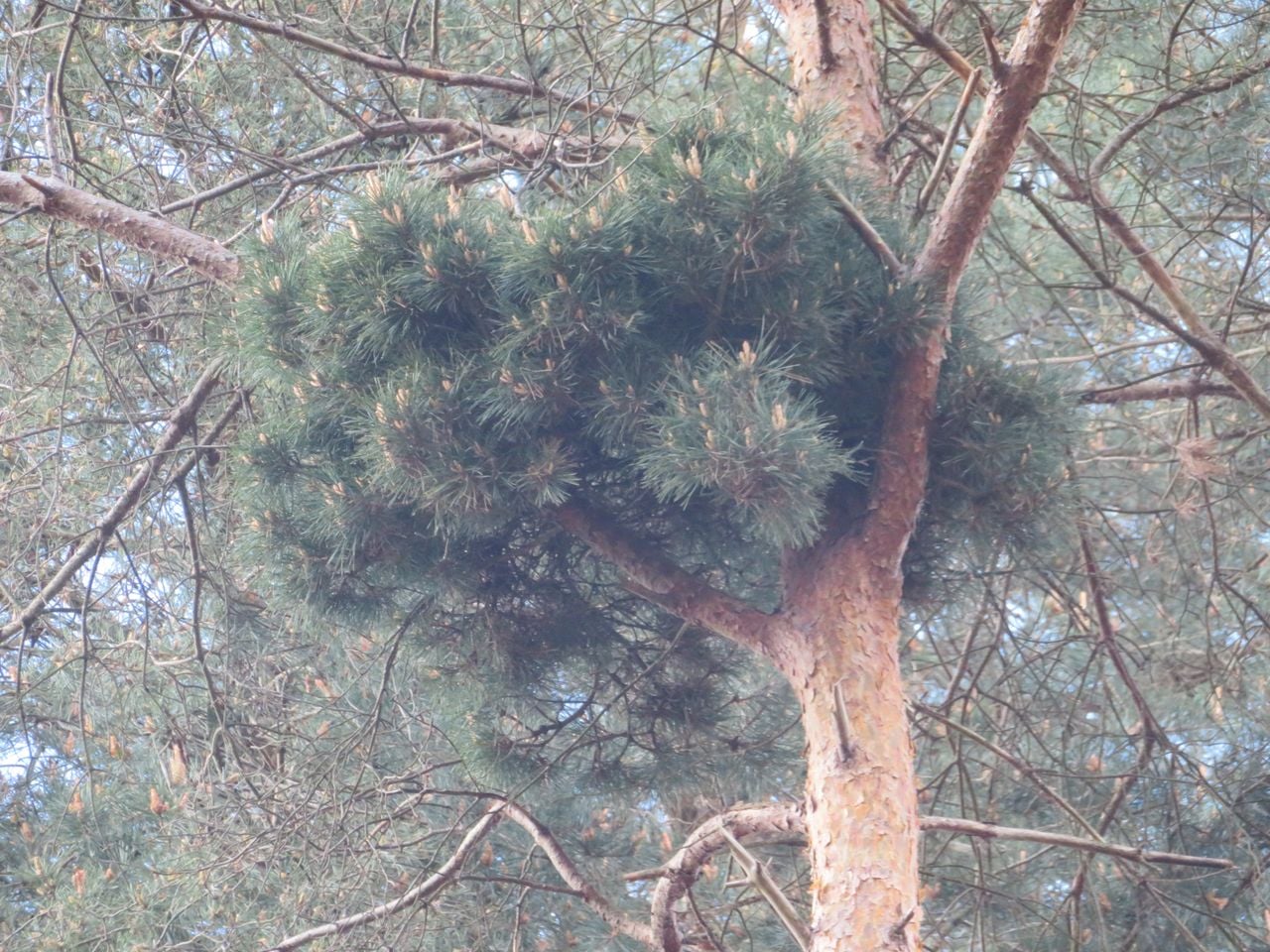 Een heksenbezem in een grove den (Foto: Marjan Keijzer).