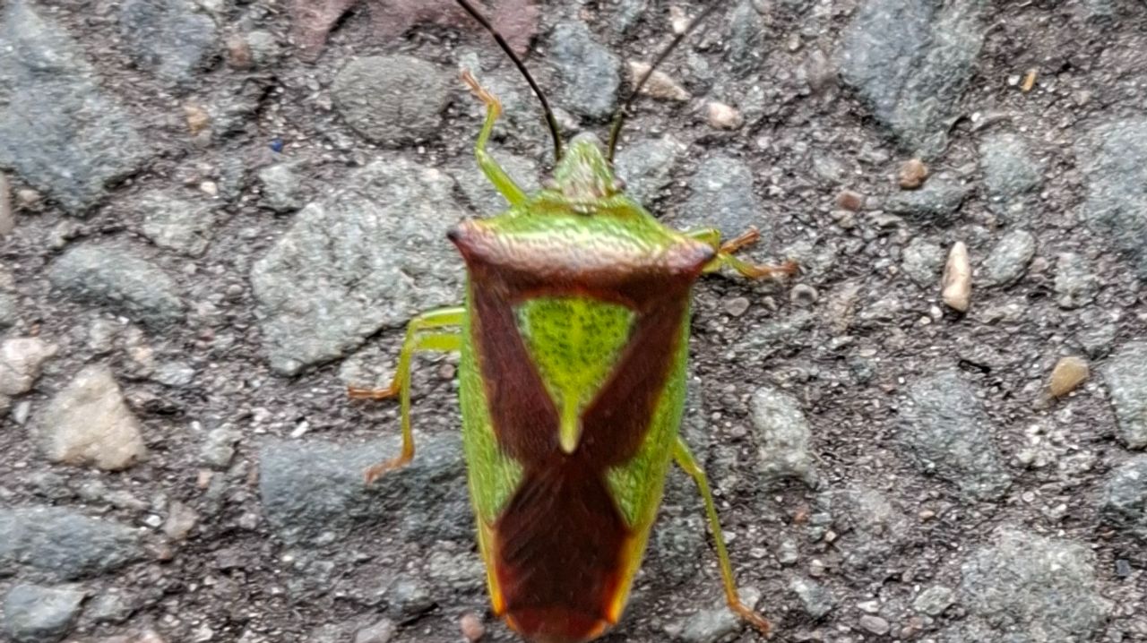 Een meidoornkielwants (foto: Marga Jongenelen).