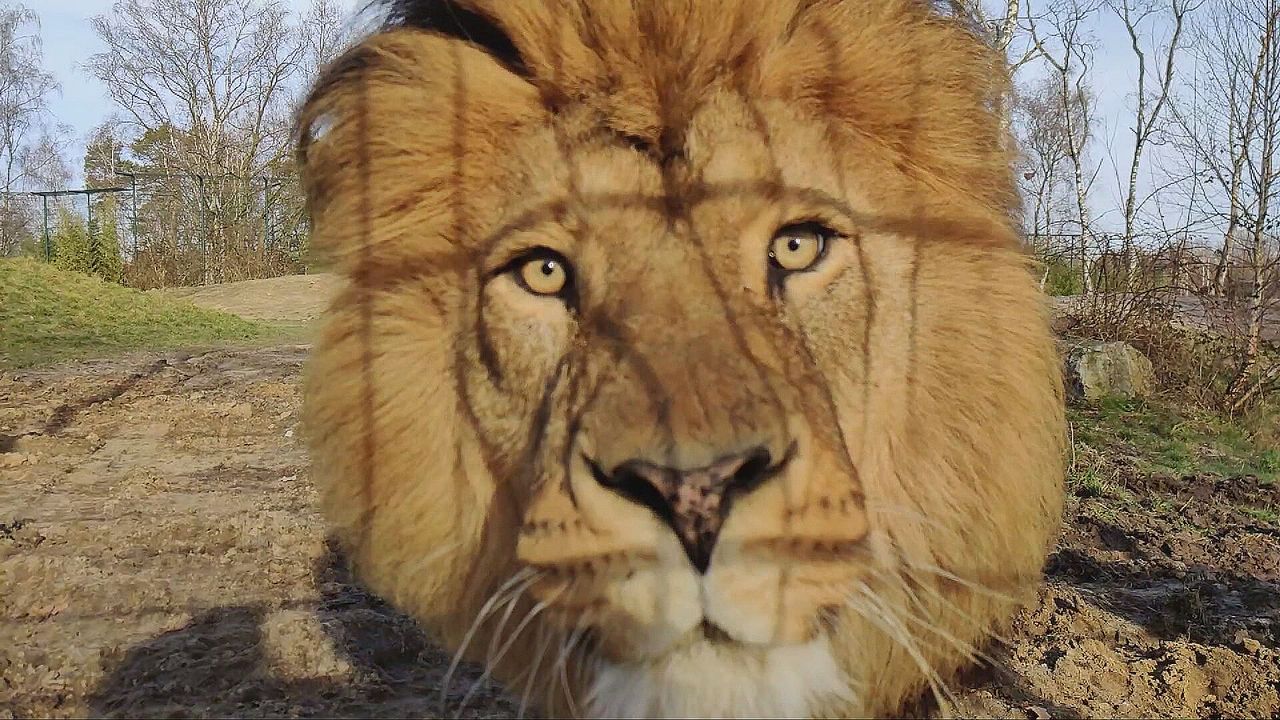 Oog in oog met de koning van Afrika (beeld: Op Safari/Omroep Brabant).