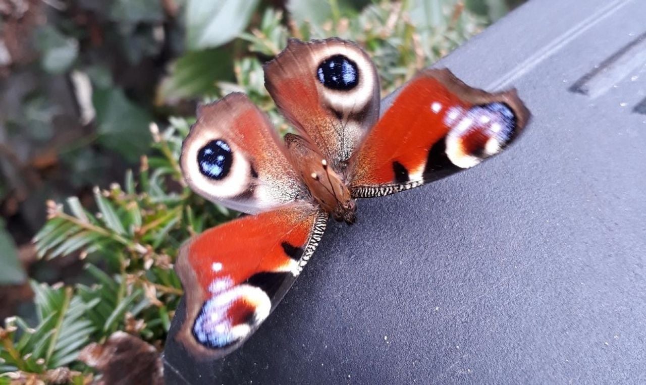 Een dagpauwoog (foto: Martien van Helmond).