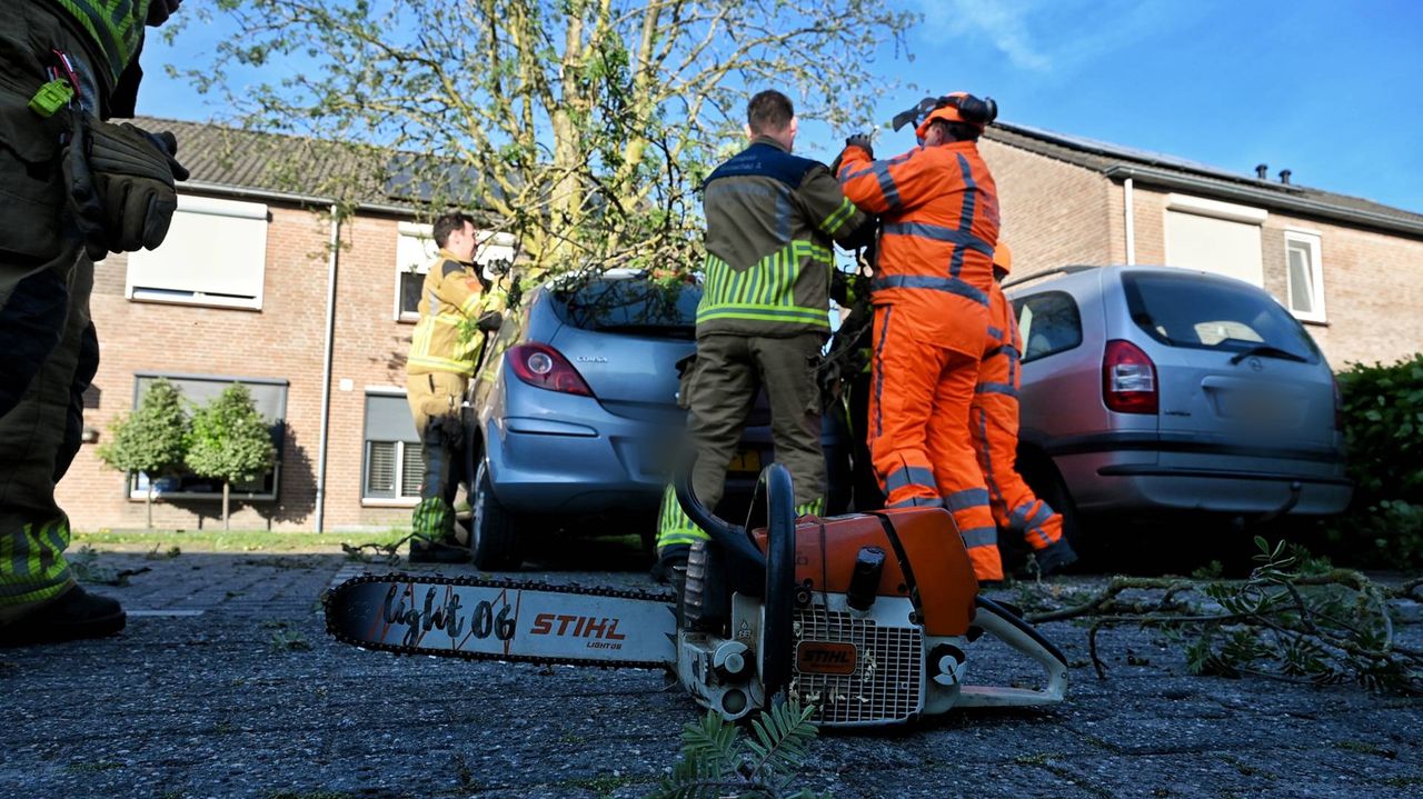 Delen van de tak worden met vereende krachten verwijderd (foto: Toby de Kort/Persbureau Heitink).