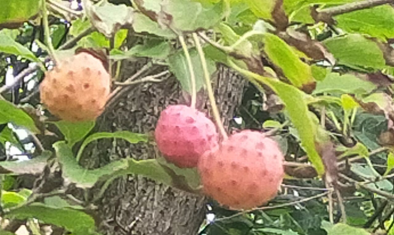 Cornus kousa chinensis. (foto: M. Ellen).