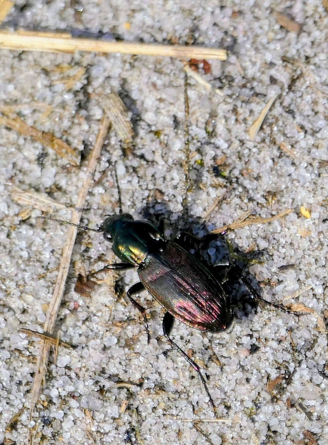 Een heidekielspriet (foto: Marianne Wijten).