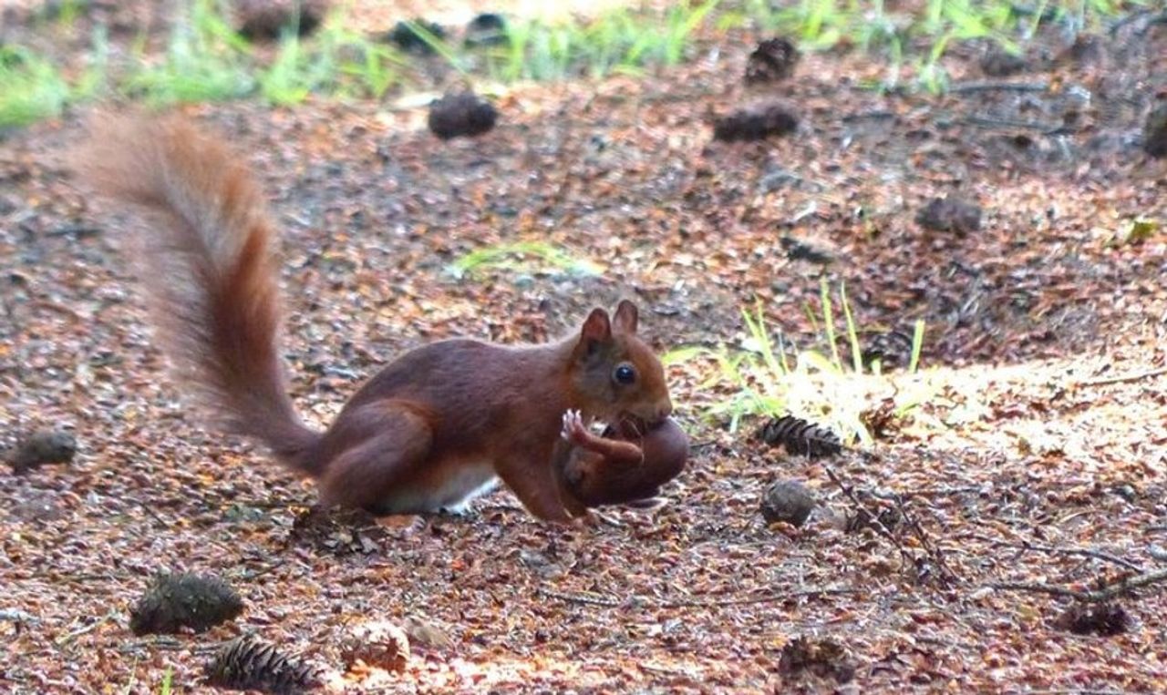 Een volwassen eekhoorn met een baby in de bek (foto: Ellen Rijken).