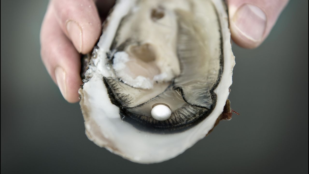 Soms worden er letterlijk pareltjes gevonden (foto: ANP / Bert Beelen).