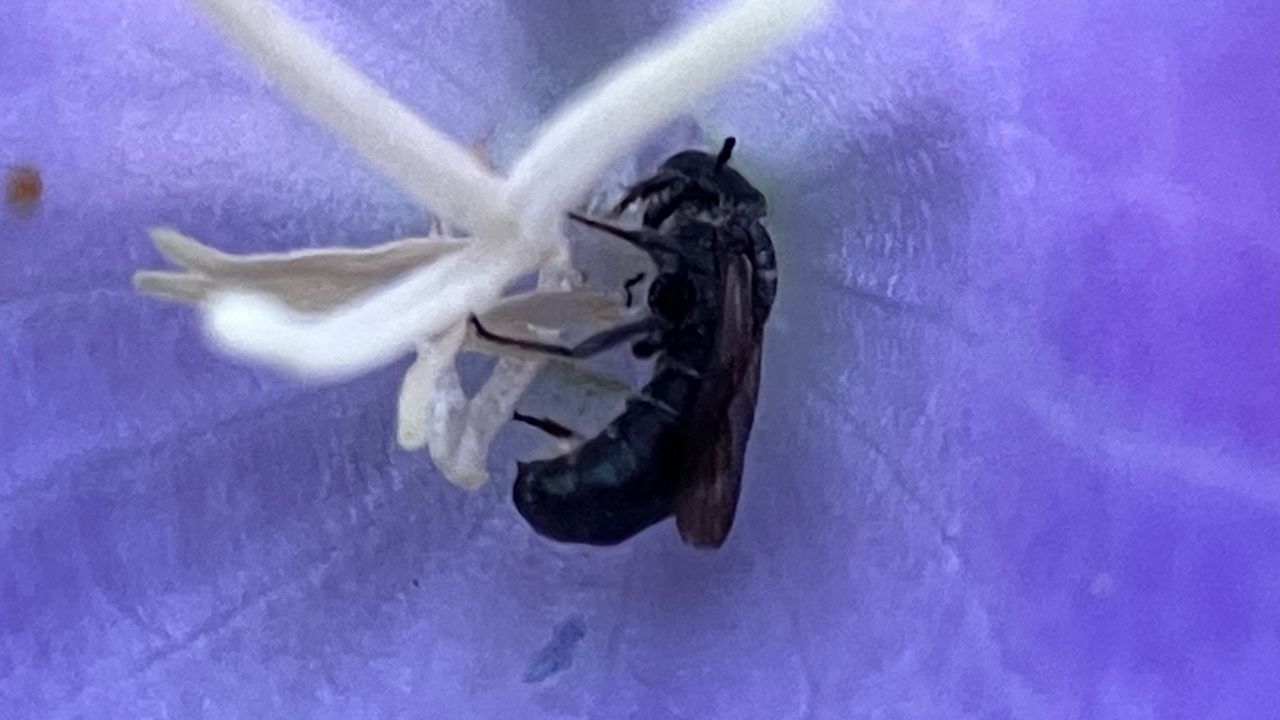 Een slapende grote klokjesbij in campanula (foto: Vanessa Webley).