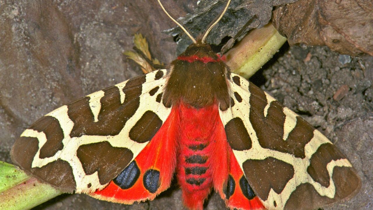 De grote beer vlinder (foto: Vlinderstichting). 