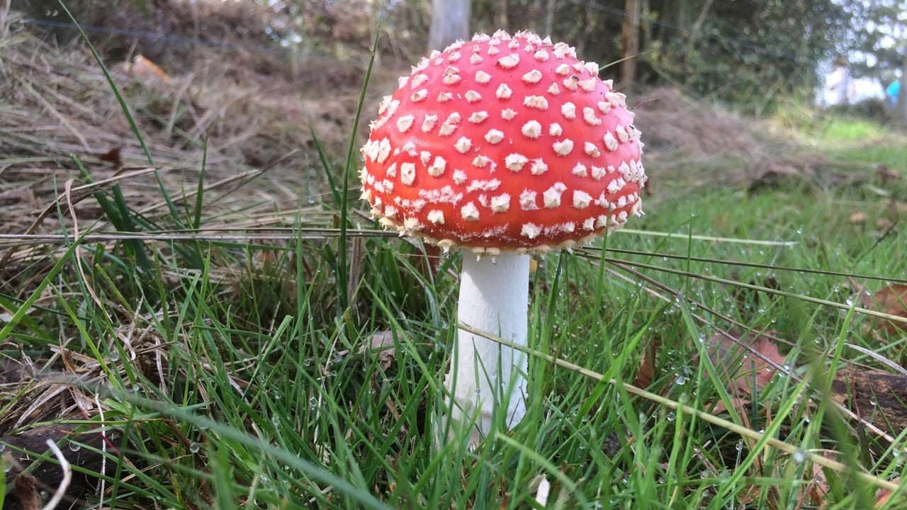 Een opkomende vliegenzwam (foto: Frans Kapteijns).