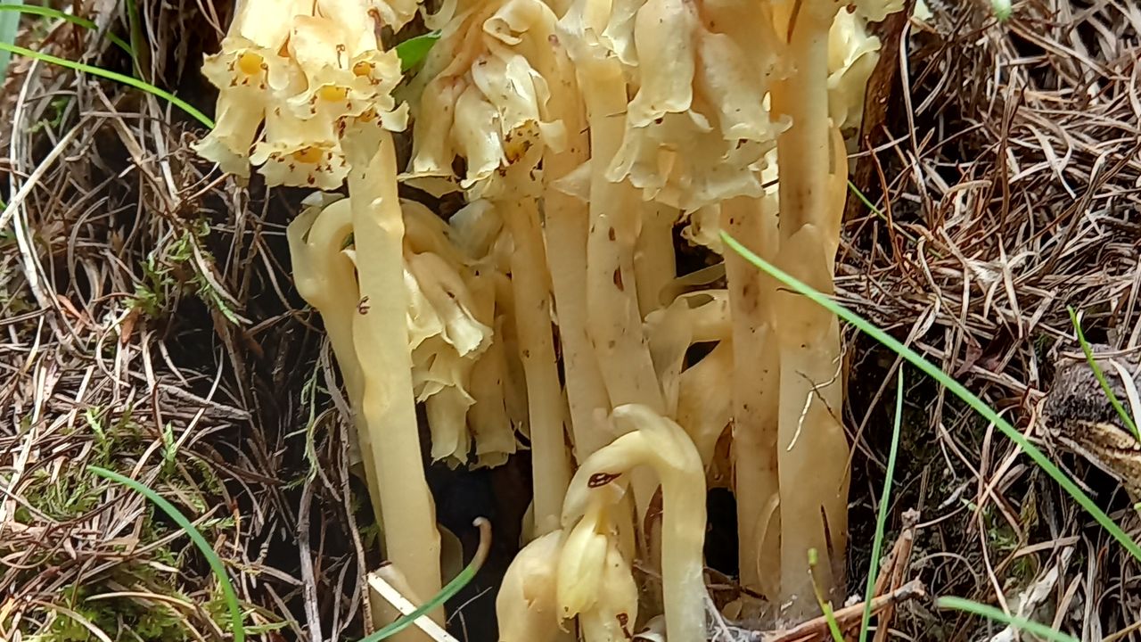 Een bloem of een paddestoel? (foto: Wilrie Soerland).