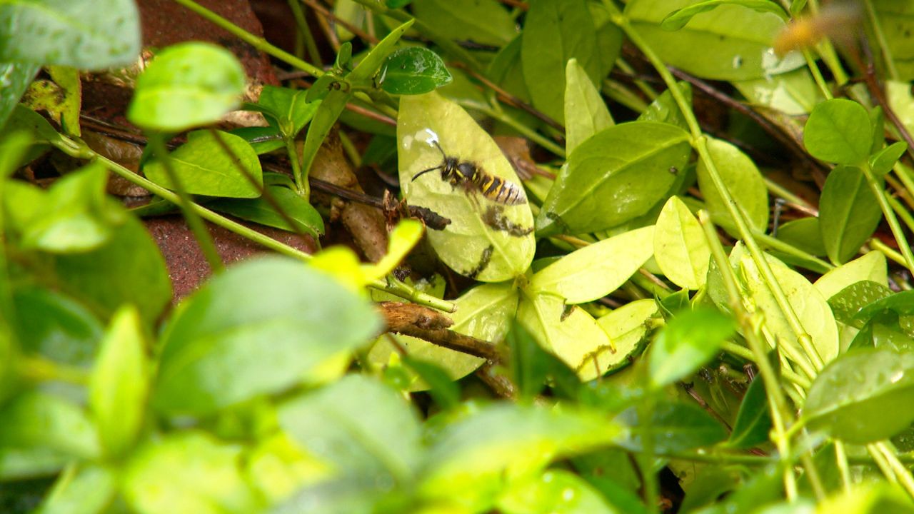 Wesp met bestrijdingsmiddel erop