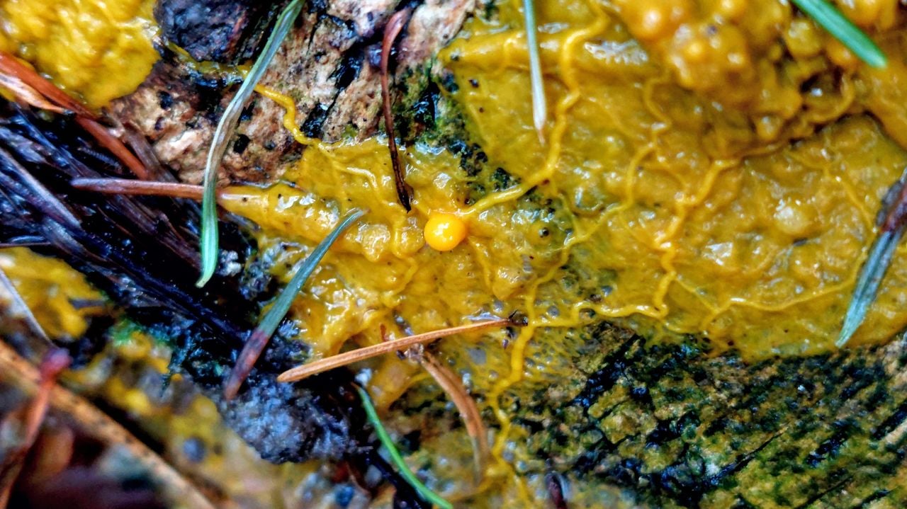 Een geel spoor van heksenboter (foto: Elvira Rombouts).