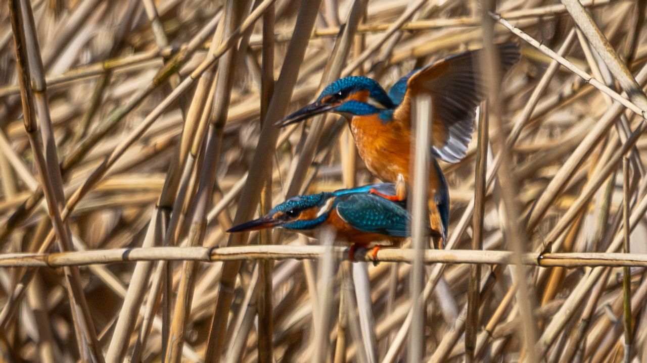 Parende ijsvogels (foto: Jenny Wiedlewsky).