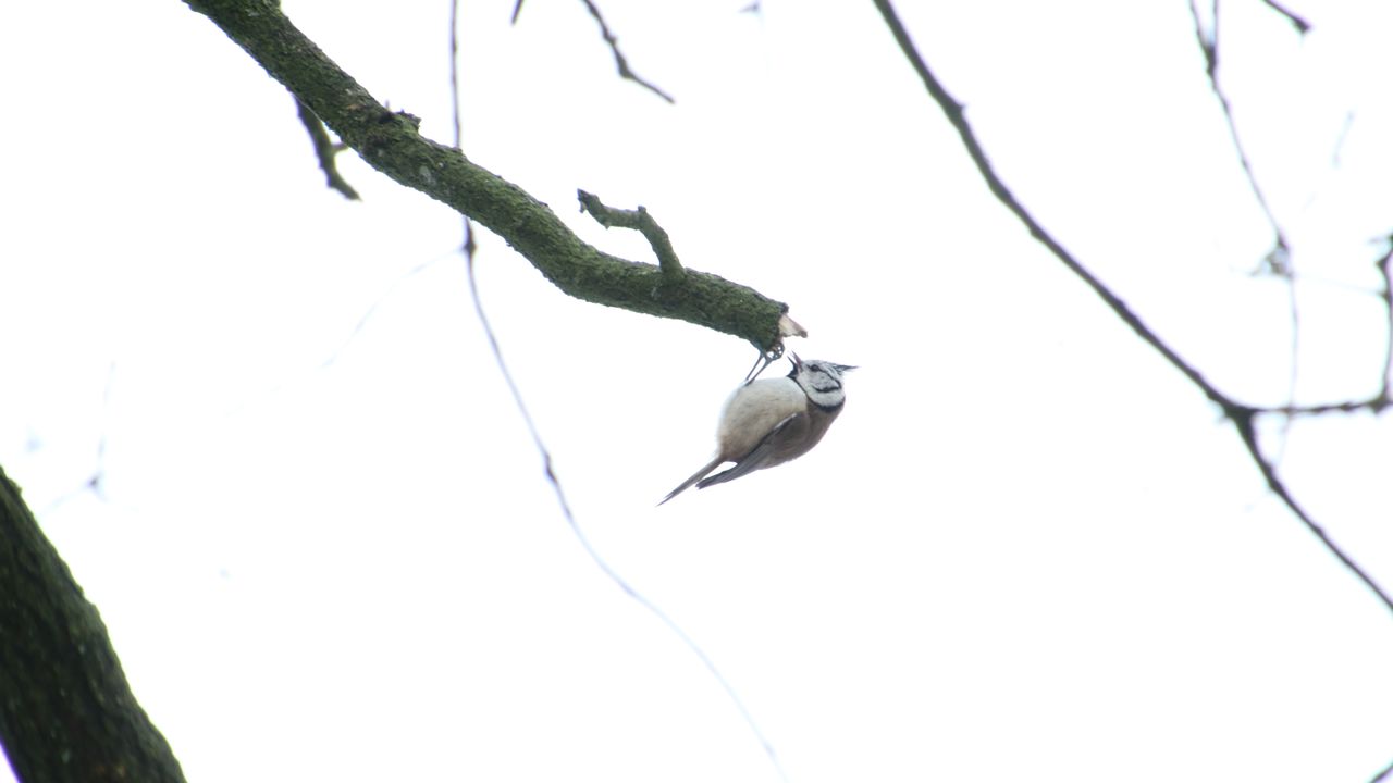 Goed gespot, van Michel Felten, deze kuifmees.
