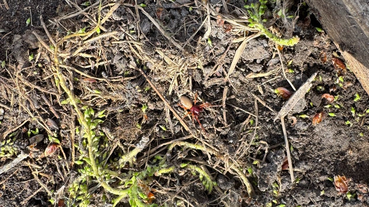 Een celspin spec (foto: Eric Vogels).