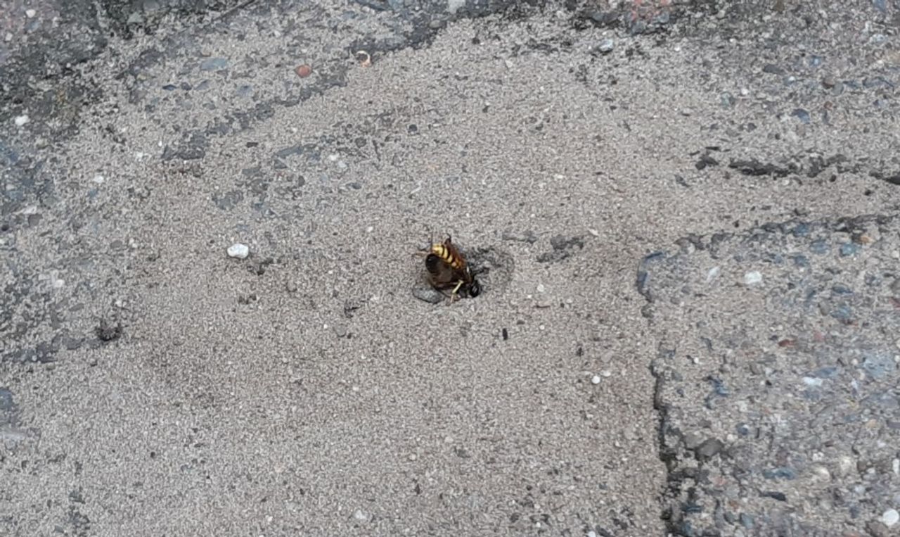 Bijenwolf met zijn prooi (Foto: Willem Sommers). 