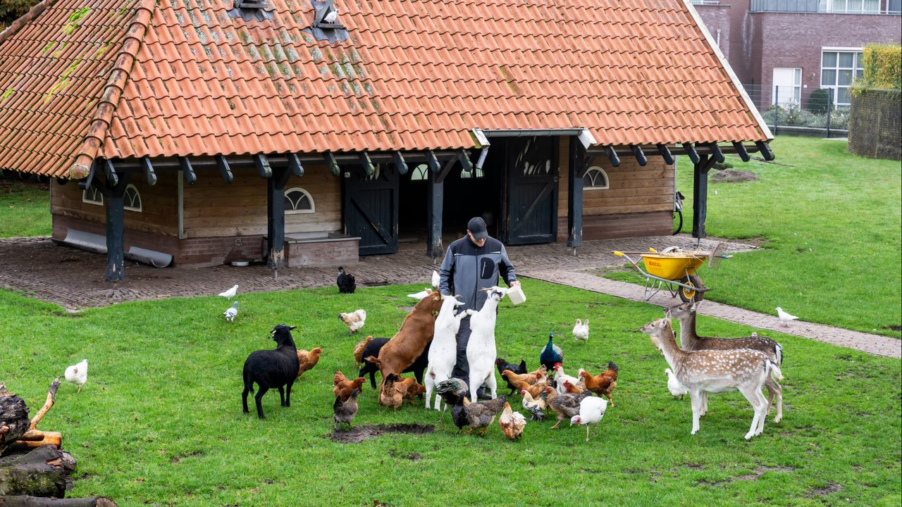 Theo Slaats met zijn dieren in het Mierlose Hertenkamp (foto: Gemeente Geldrop Mierlo).
